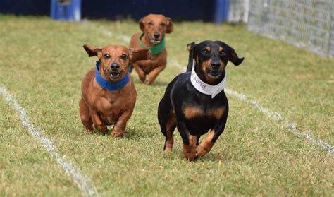 Buda Wiener Dog Races 2023